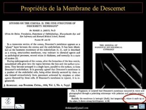Figure 3- Caractéristiques de la membrane de Descemet et sa tendance à s'enrouler.